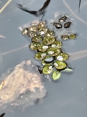 Salvinia molesta