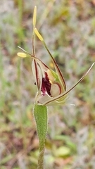 Caladenia verrucosa