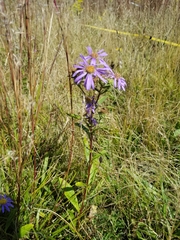 Eurybia spectabilis