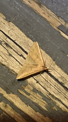 Zanclognatha pedipilalis