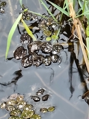 Salvinia molesta