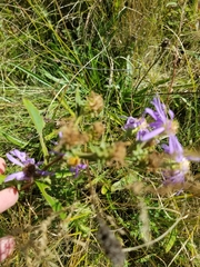 Eurybia spectabilis