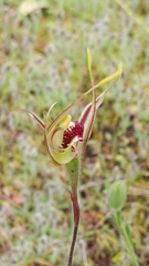 Caladenia verrucosa