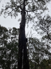 Eucalyptus siderophloia