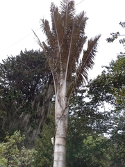 Arecaceae