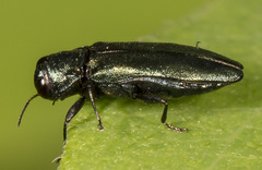 Agrilus cyanescens