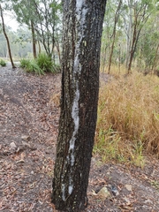 Eucalyptus siderophloia