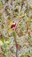 Caladenia verrucosa