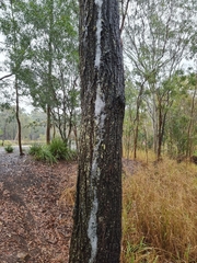 Eucalyptus siderophloia