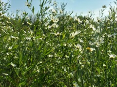 Boltonia asteroides