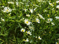 Boltonia asteroides