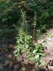 Lysimachia × producta