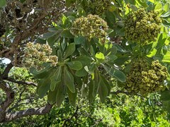 Heliotropium arboreum