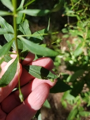 Lysimachia × producta