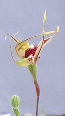 Caladenia verrucosa