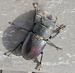 Lucanus mazama