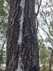 Eucalyptus siderophloia