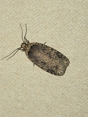 Agonopterix
