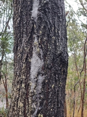 Eucalyptus siderophloia