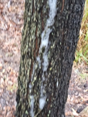 Eucalyptus siderophloia