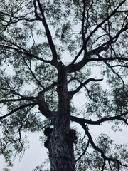 Eucalyptus siderophloia