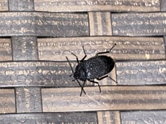 Penthe pimelia