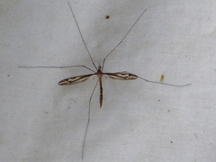 Tipula furca