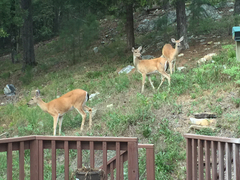 Odocoileus virginianus virginianus