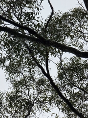 Eucalyptus siderophloia