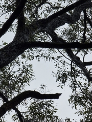 Eucalyptus siderophloia
