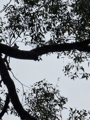 Eucalyptus siderophloia