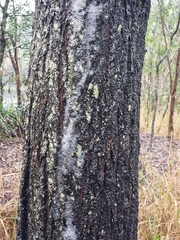Eucalyptus siderophloia