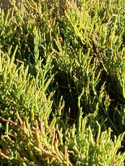 Salicornia pacifica