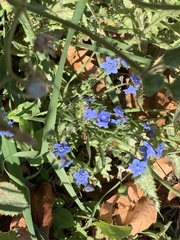 Cynoglossum amabile