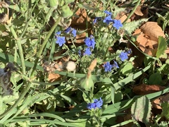 Cynoglossum amabile