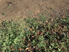 Cynoglossum amabile