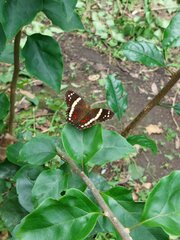 Anartia fatima