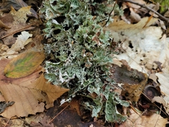 Platismatia tuckermanii