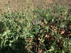 Cynoglossum amabile