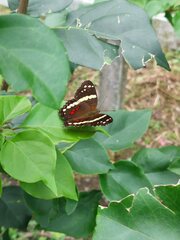 Anartia fatima