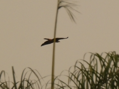 Geranospiza caerulescens