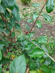 Anartia fatima