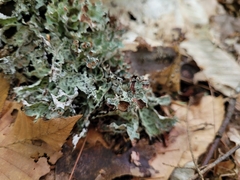 Platismatia tuckermanii