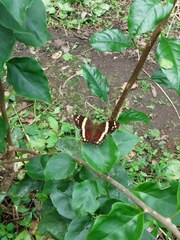 Anartia fatima