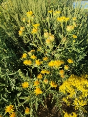 Grindelia