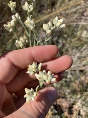 Pseudognaphalium macounii