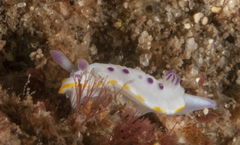 Mexichromis festiva