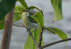 Gavicalis versicolor