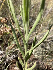 Pseudognaphalium macounii