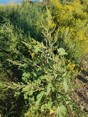 Cyclachaena xanthiifolia